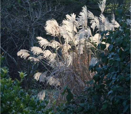 Miscanthus in winter