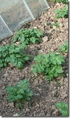 Potatoes ready for earthing up