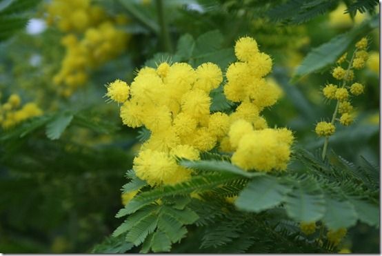 Acacia 'Gaulois Astier'