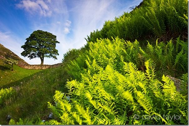 'Sycamore Gap' on Hadrian's Wall in the Northumberland National Park, England