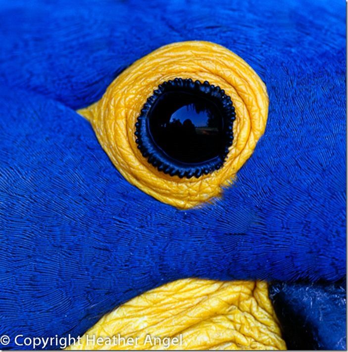 Eye of hyacinth macaw