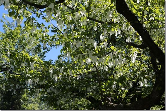10 Davidia involucrata