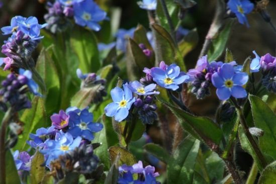 4 Forget me not - myosotis