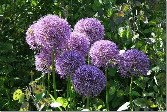 Allium 'Globemaster' 2