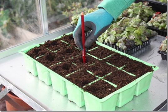 germination, Potting Off, Potting On, Pricking out, Re-Potting, Re-Potting House Plants, Re-Potting Plants, seedlings, Transplanting