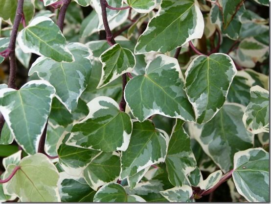 Hedera algeriensis 'Gloire de Marengo'