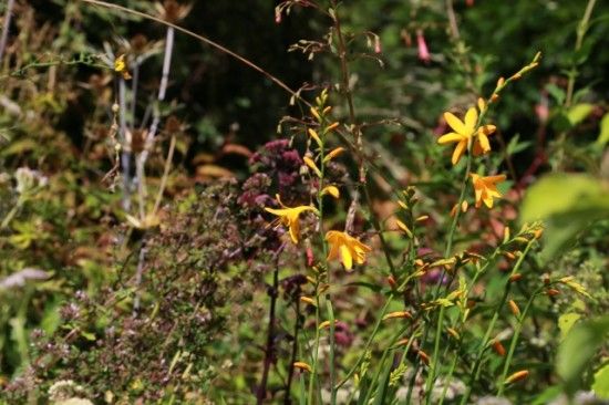 Crocosmia 'George Davidson