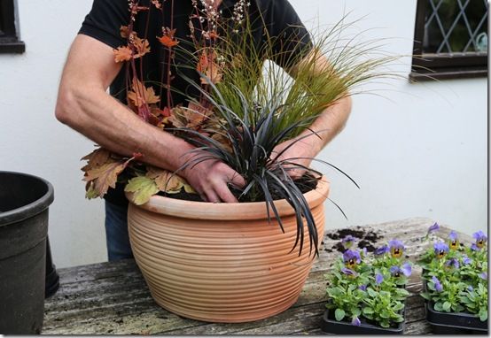 6. Add ophiopogon 