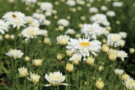 Leucanthemum 'Victorian Secret'