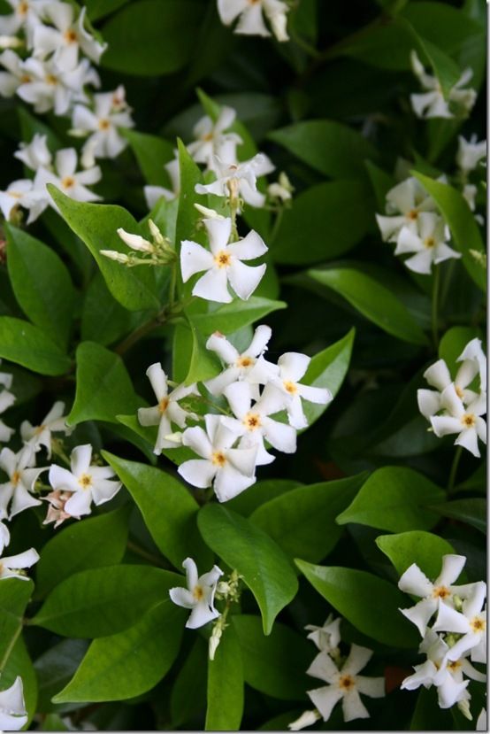 Trachelospermum jasminoides