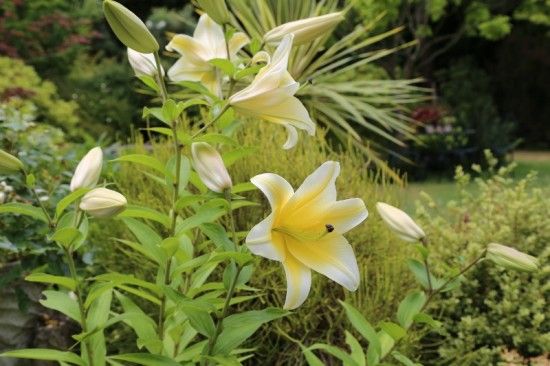 6 Lilium hybrid