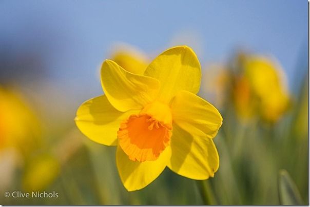 daffodil