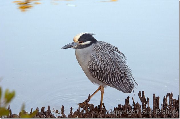 yellow crowned night heron