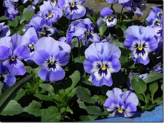 10 Delightful blue violas