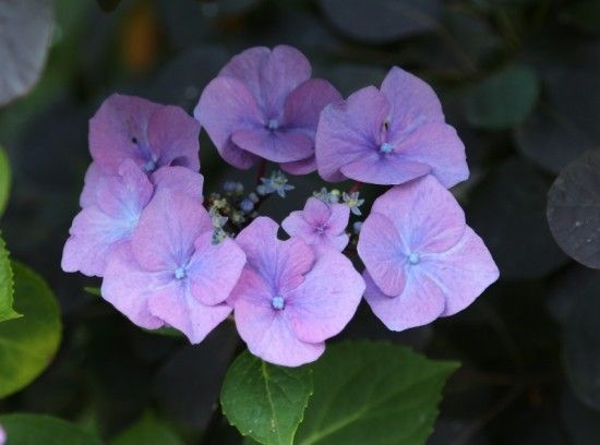 11 Hydrangea 'Zorro' (800x594)