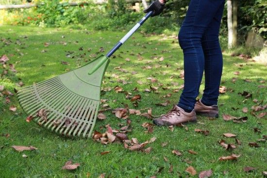 Raking leaves