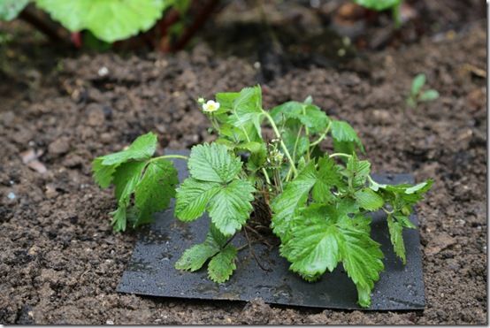 Mulch Mat around strawberry