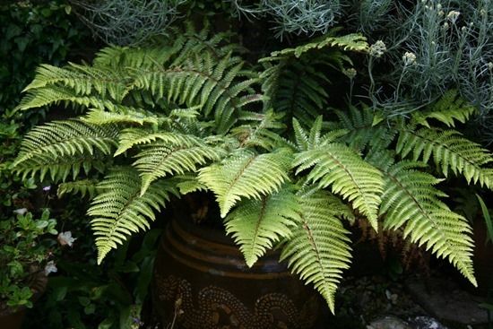 6 Fern pot (1024x683)