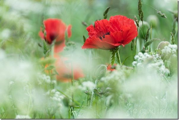 Field of poppies and cow parsley near Bambrugh, Northumberland, England