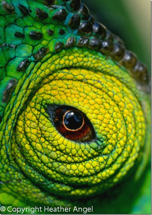 Chameleon eye Madagascar