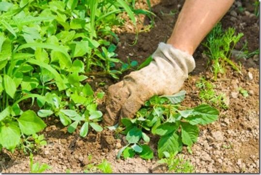 weeds, Total Weedkiller, Residual Weedkiller, Pre-emergent Weedkiller, Selective Weedkiller, couch grass,  perennial oat-grass, goose-grass, nettle, bramble, 