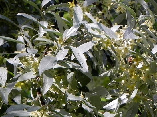 5 Elaeagnus 'Quicksilver' (1280x951)