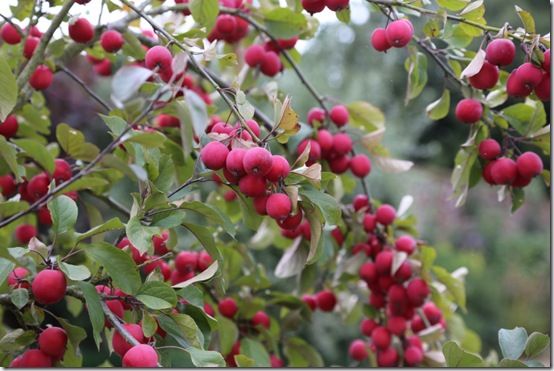 Malus fruits 