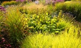 grasses_cover_lecture-2