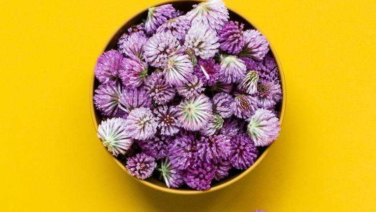 Edible Flowers Guide: The Ultimate List for the UK - Food & Drink |  Learning with Experts