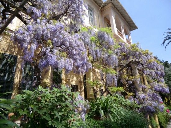 1 Wisterias drape the buildings