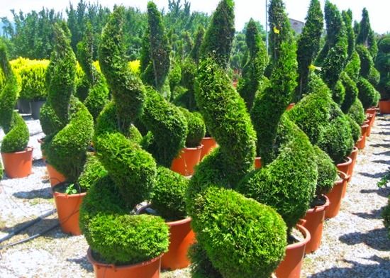 6 Conifer topiary