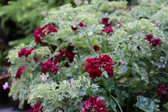 2 Trailing geraniums and scented (800x533)