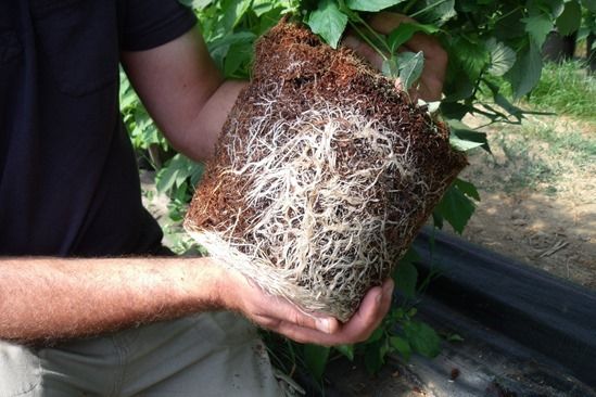 5 Coir growing medium