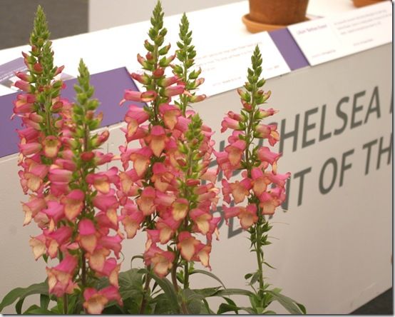 3 Digitalis Illumination Pink 