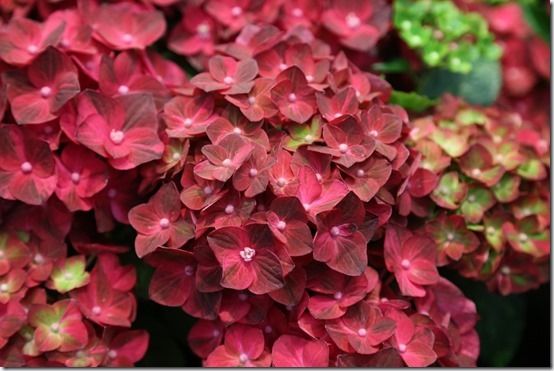 5_Hydrangea_'Ruby_Tuesday'[1]