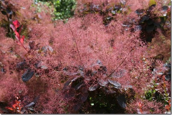 1 Cotinus 'Candyfloss'  (2)