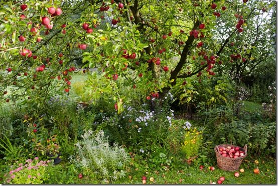 apple tree and apples in a basket