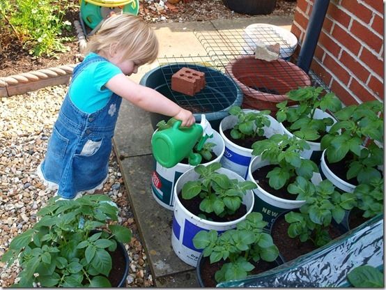 Watering Potatos