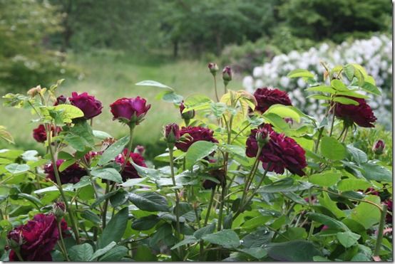 Deep red rose - Gresgarth