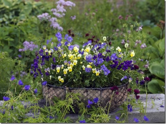 mix of violas planted in an old wire basket (1280x960)