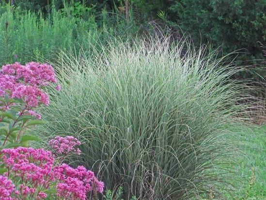 Miscanthus 'Morning Light'