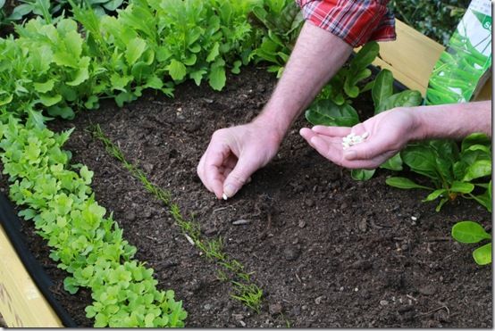 Sowing French Beans