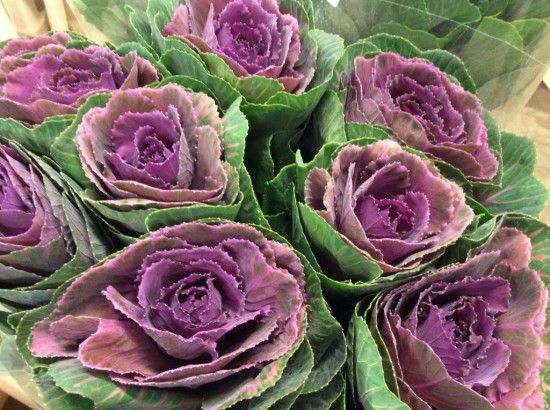 Ornamental cabbages 