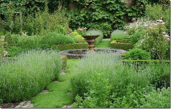Lavender Plant Care And Growing Guide