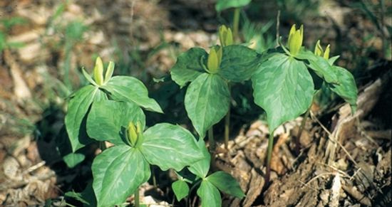 Trillium luteum