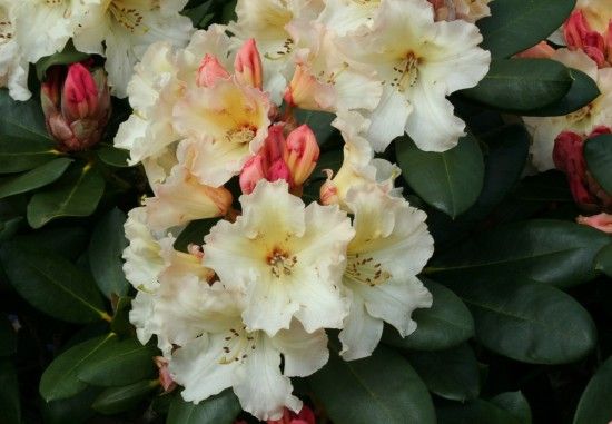  Rhododendron 'Horizon Monarch'