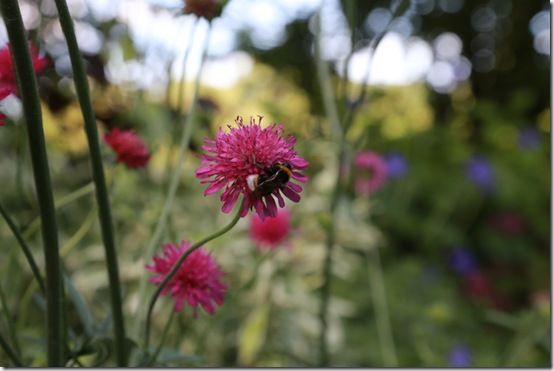 6 Knautia macedonica 