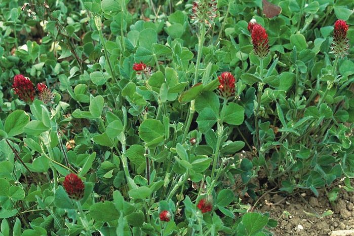 5 Red clover