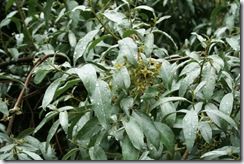 Elaeagnus 'Quicksilver' 1