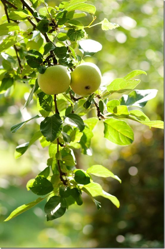 Green apples on an apple-tree branch
